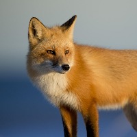 Dag Sørnes Pedersen