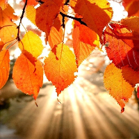 Fernando Manuel Andrade Martins Casimiro