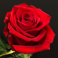 Agnar Stener Hanssen